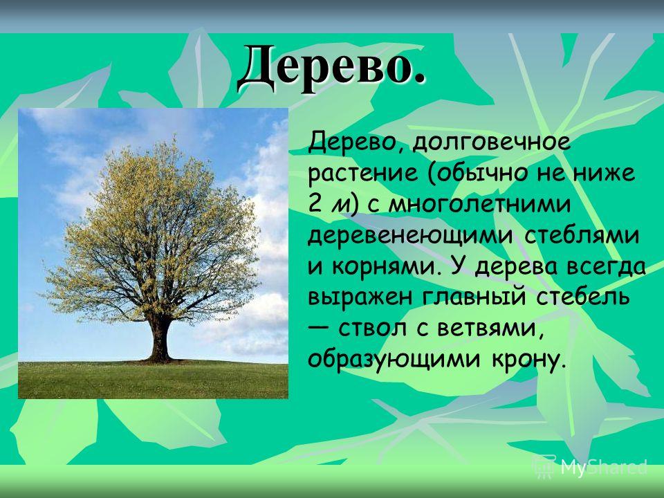 Trees текст. Текст на дереве. Деревья для проекта. Деревья 2 класс окружающий. Деревья окружающий мир 2 класс.