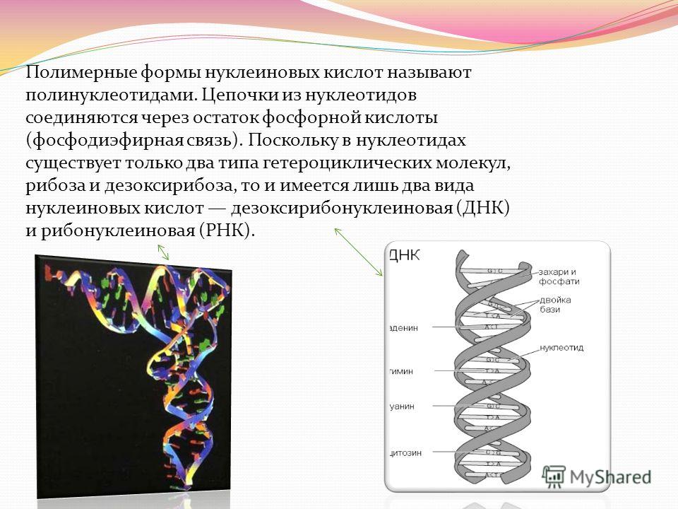 2 нуклеиновые кислоты