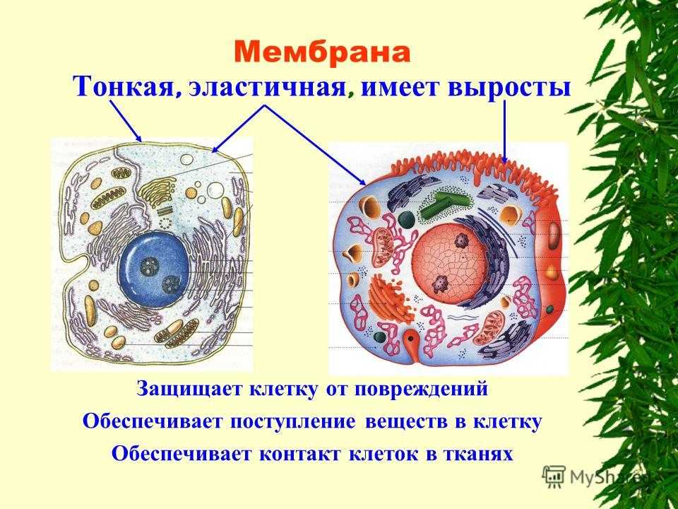 Проект по биологии 9