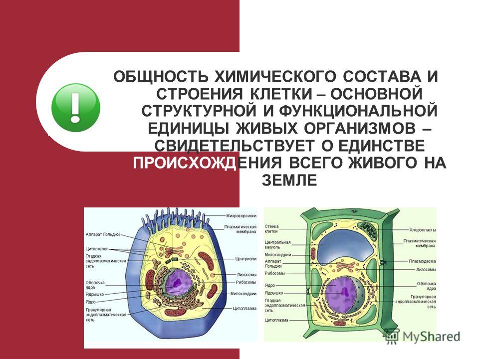 Клетка единица живого организма. Клеточные строение организмы Живая клетка. Состав клетки живого организма. Клетка состав строение. Клеточное строение состоит.