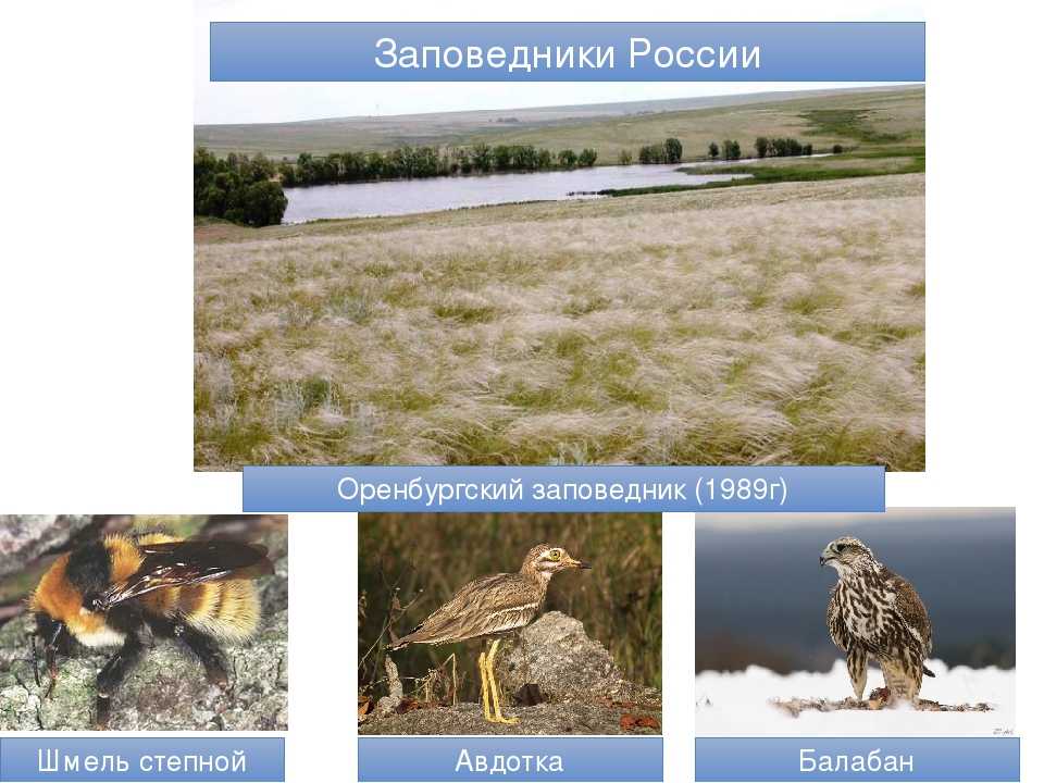 Природная зона россии степь животные