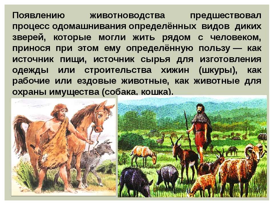 Презентация на тему скотоводство 7 класс