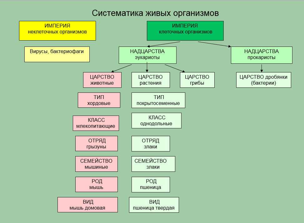 Система растений и животных схема