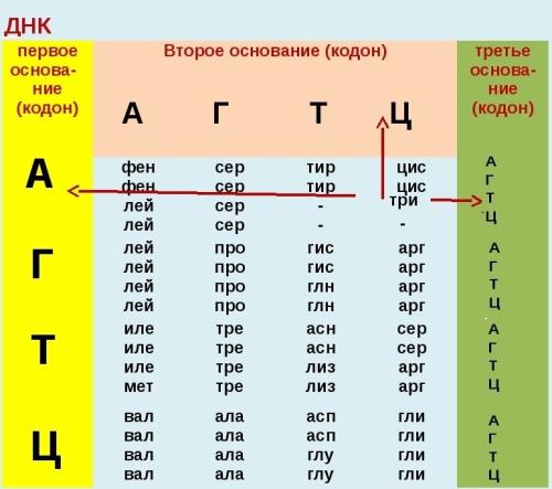 Нуклеотидную последовательность участка ирнк. Триплеты ДНК таблица. Таблица генетического кода и-РНК. Аминокислоты на ДНК закодированы. Таблица генетического кода ДНК И РНК.