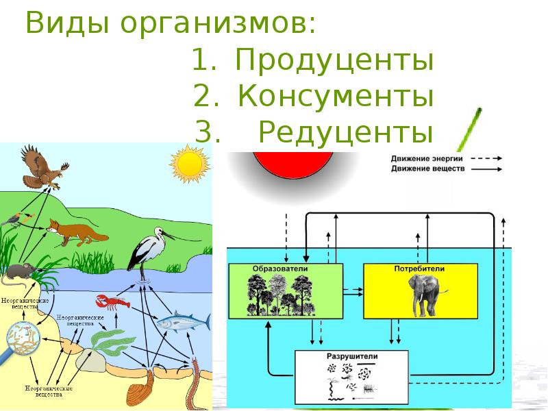 Продуценты консументы и редуценты это схема