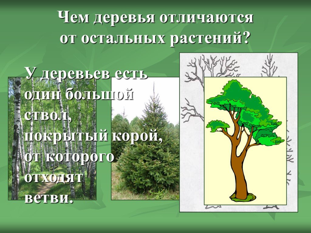 Презентация растение 2 класс окружающий мир. Разнообразие деревьев. Презентация на тему деревья. Деревья по окружающему миру. Деревья и кустарники.
