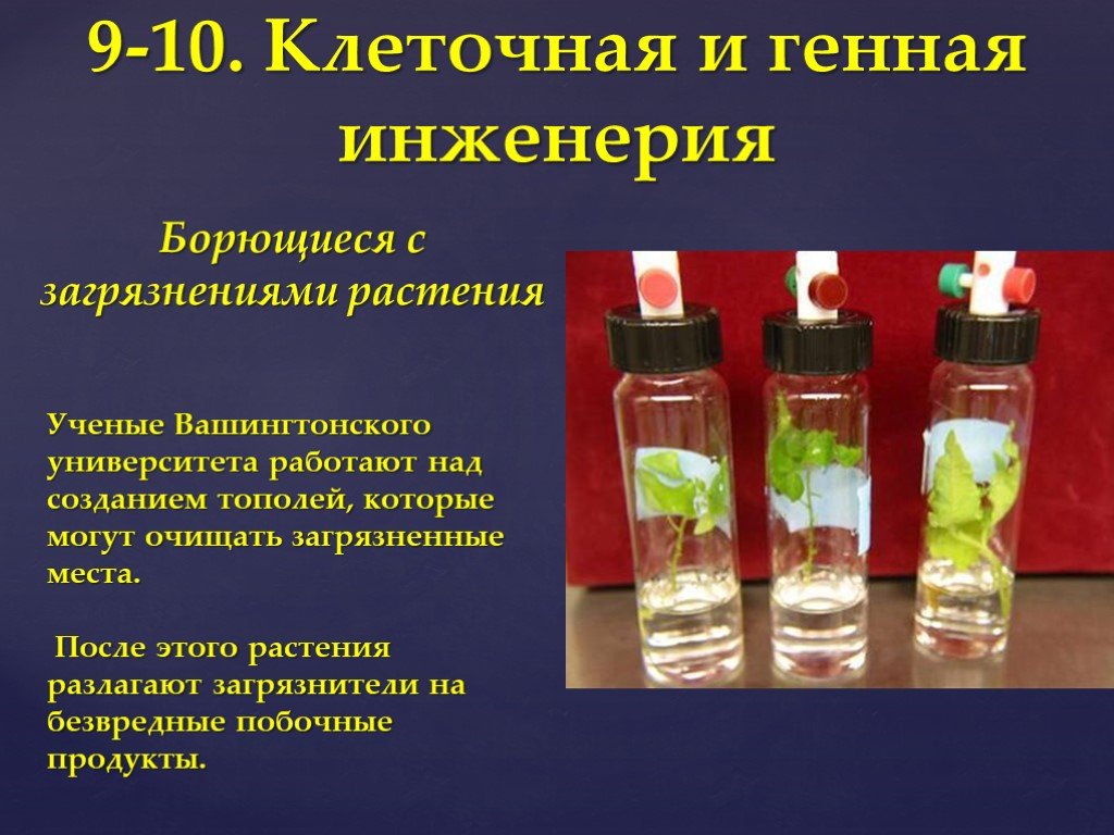 Презентация по биологии 10 класс генная и клеточная инженерия