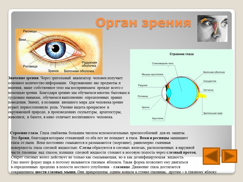 Зрачок в организме человека выполняет функцию. Строение человеческого глаза. Органы чувств человека зрение. Доклад на тему глаз. Строение органа зрения человека.