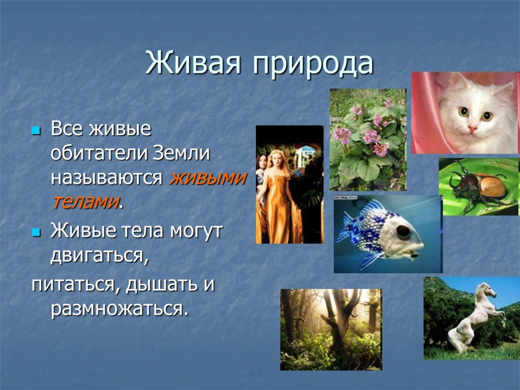Сообщение природа 3 класс. Живая природа презентация. Живая и неживая природа. Доклад на тему Живая и неживая природа. Проект Живая природа.
