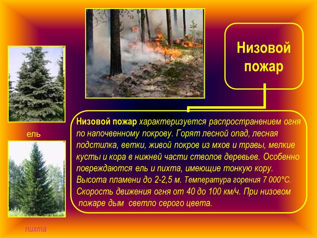 Характеристика лесных пожаров 7 класс. Низовой пожар характеристика. Низовой Лесной пожар. Низовой пожар причины. Лесные пожары низовые и верховые.