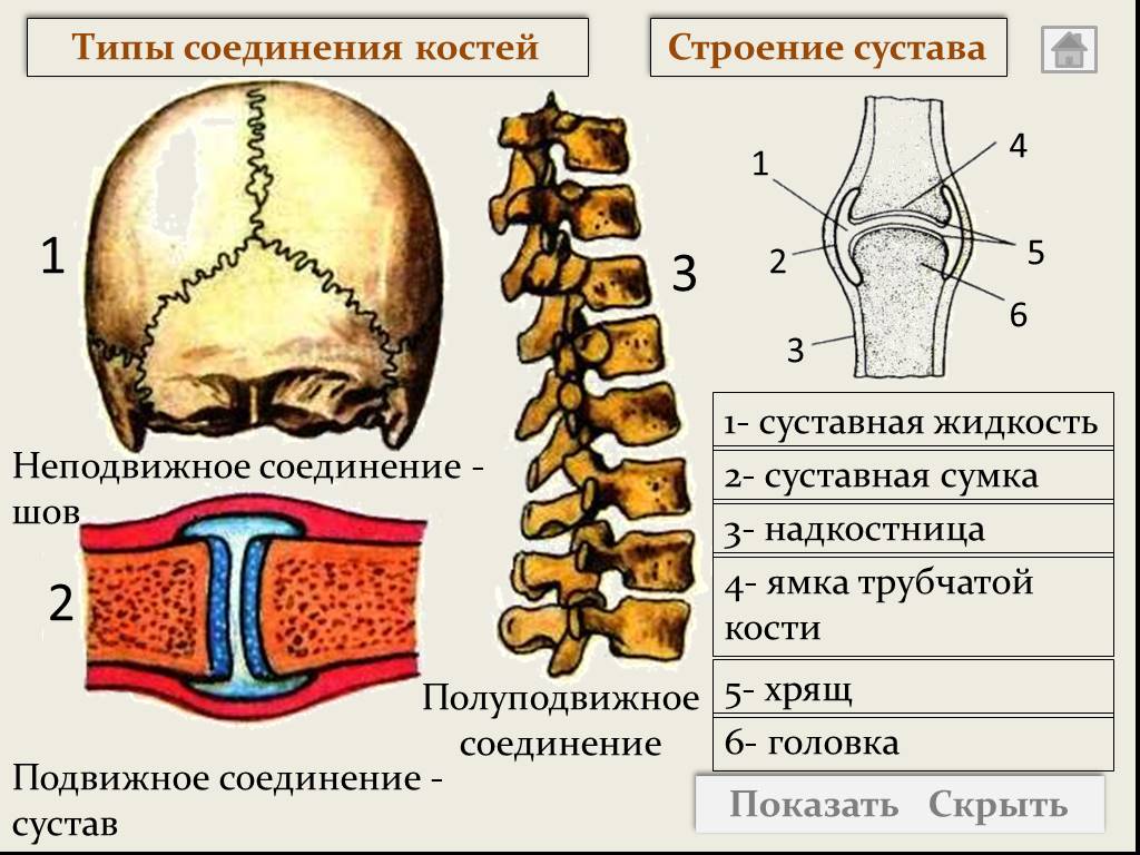 Составьте схему иллюстрирующую виды соединений костей