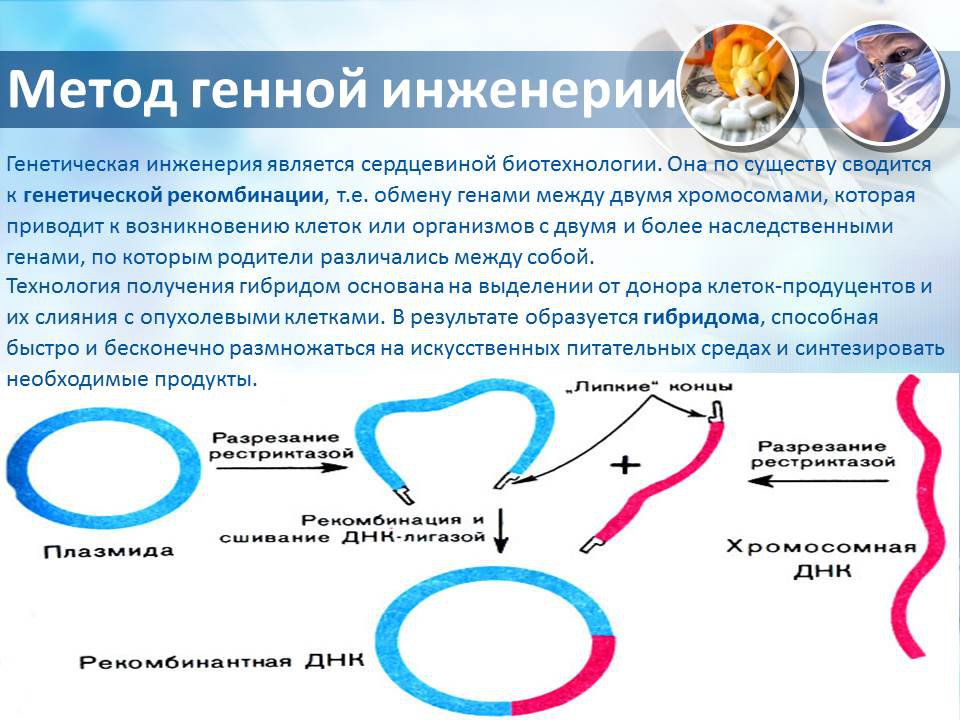 Генная инженерия презентация 10 класс