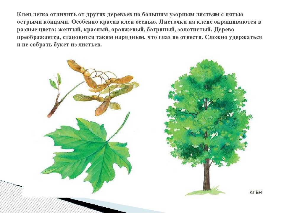 Деревья презентация 1 класс