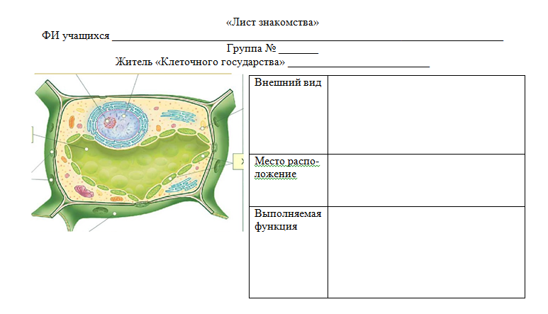Рисунок растительной клетки 6 класс биология впр