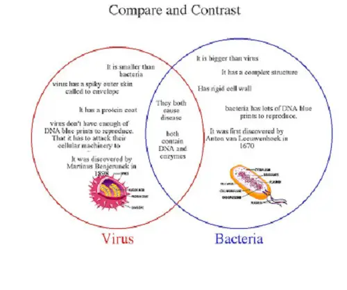 Similarities Between a Virus and Bacteria