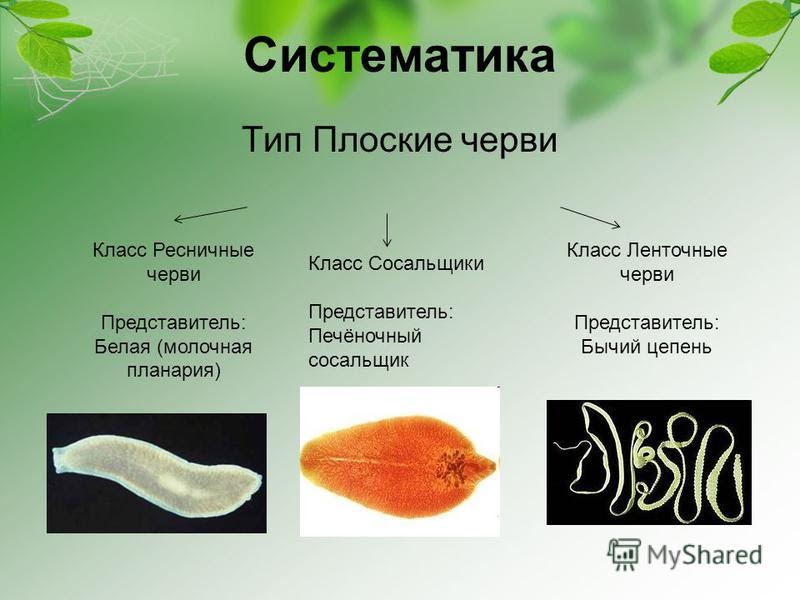 Используя рисунки в параграфе расскажите об образе жизни плоских червей