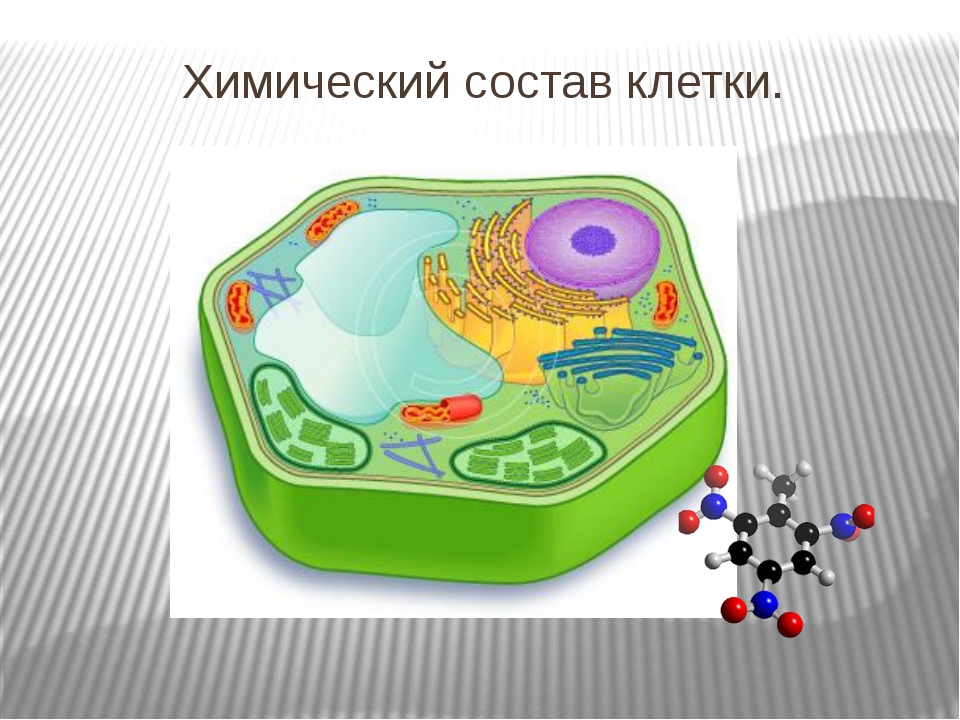 Неорганические живые клетки. Состав клетки биология. Химический состав клетк. Химическое строение клетки. Вещества живой клетки.