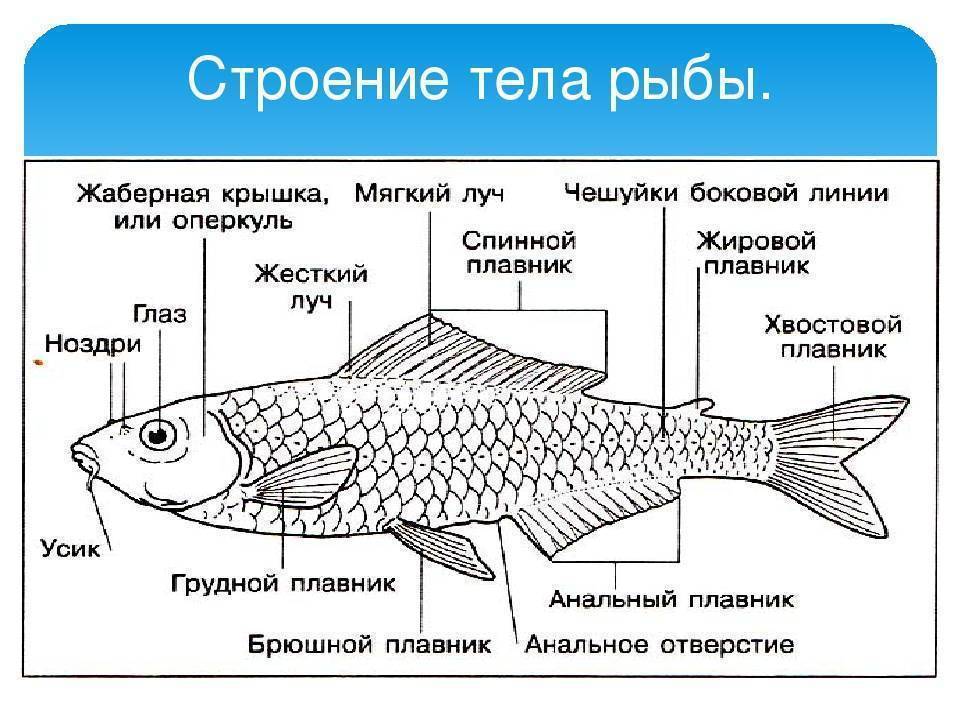 Какое тело у рыб. Схема строения тела рыбы. Наружнеестрление рыбы. Внутреннее строение аквариумной рыбки. Внешнее строение рыбы особенности строения.