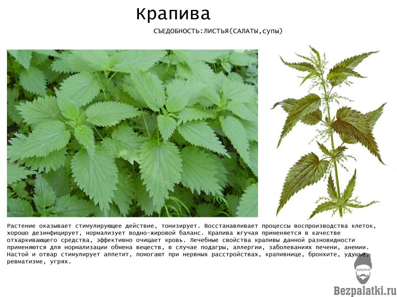 Съедобные травы россии с фото и описанием