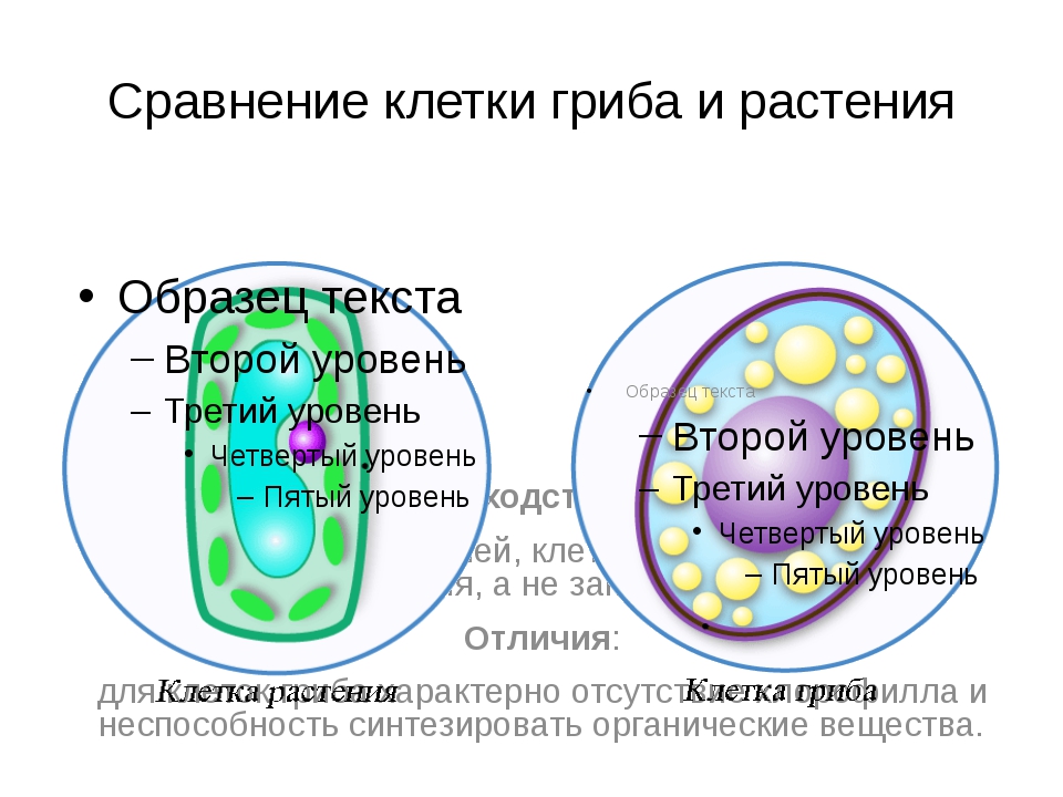 Клетка гриба и животного. Вакуоли клетки гриба. Сравнение клетки гриба и растения. Вакуоли в клетках грибов. Вакуоли растительной клетки и грибов.