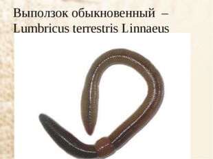 Выползок обыкновенный – Lumbricus terrestris Linnaeus 