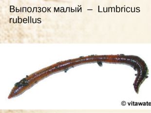 Выползок малый – Lumbricus rubellus 