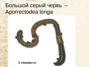 Большой серый червь – Aporrectodea longa 