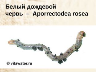 Белый дождевой червь  –  Aporrectodea rosea 