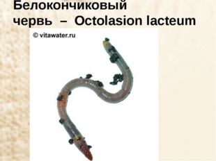 Белокончиковый червь  –  Octolasion lacteum  