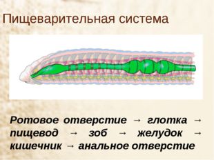 Пищеварительная система Ротовое отверстие → глотка → пищевод → зоб → желудок