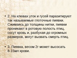 2. На клювах уток и гусей паразитируют так называемые глоточные пиявки. Сжима