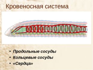 Кровеносная система Продольные сосуды Кольцевые сосуды «Сердца» 