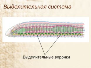 Выделительная система Выделительные воронки 