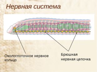 Нервная система Окологлоточное нервное кольцо Брюшная нервная цепочка 