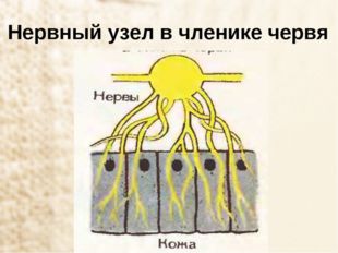 Нервный узел в членике червя 