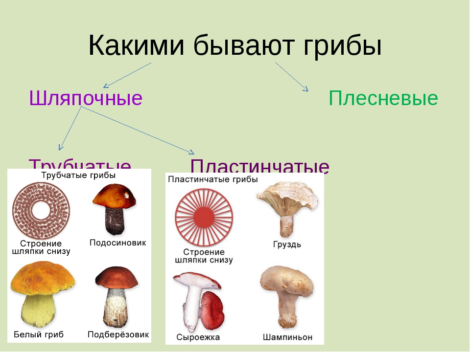 Какие есть группы грибов. Окружающий мир 3 класс грибы пластинчатые грибы трубчатые. Шляпочные грибы несъедобные грибы. Шляпочные грибы съедобные грибы. Шляпочные грибы съедобные и ядовитые.