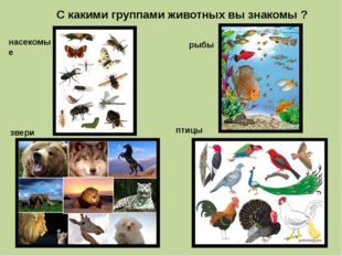 С какими группами животных вы знакомы ? рыбы насекомые птицы звери 
