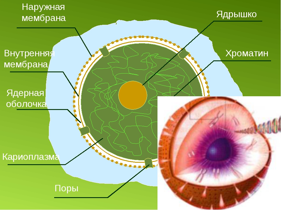 Определите какой цифрой на рисунке обозначена кариоплазма