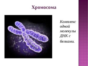 Комплекс одной молекулы ДНК с белками. Хромосома 