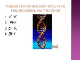 1. иРНК 2. тРНК 3. рРНК 4. ДНК 