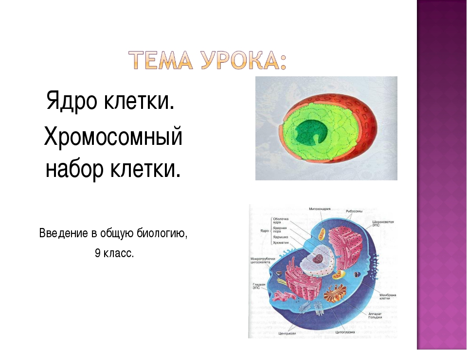 Ядро биология 5 класс. Строение ядра клетки 9 класс биология. Ядро клетки биология 10 класс. Биология 9 класс ядро клетки хромосомный набор клетки. Функция ядрышка в клетке 9 класс.