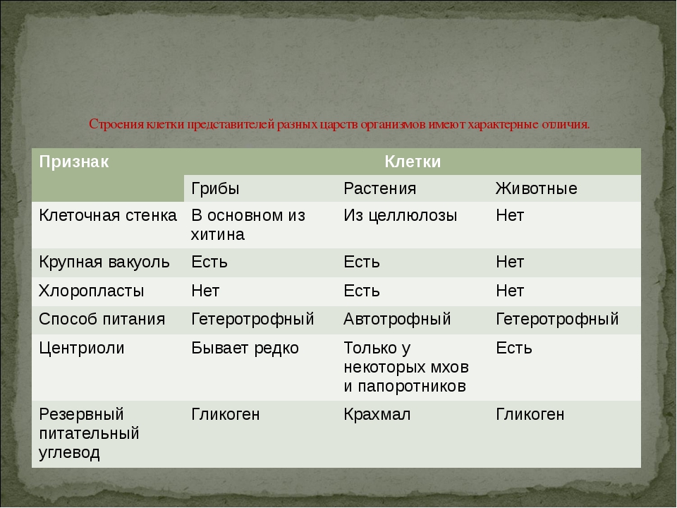 Таблица сравнительная характеристика клеток живых организмов. Сравнение строение клеток различных Царств. Сравнение клеток Царств. Характеристика различных клеток. Сравнение строения клеток различных организмов.