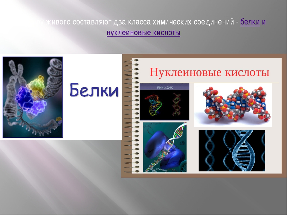 Белки и нуклеиновые кислоты презентация