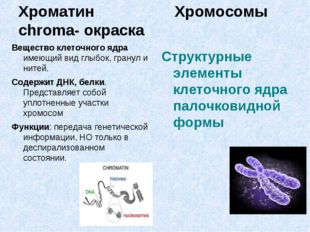 Хроматин				 Хромосомы chroma- окраска Вещество клеточного ядра имеющий вид г