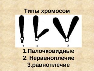 Типы хромосом 1.Палочковидные 2. Неравноплечие 3.равноплечие 