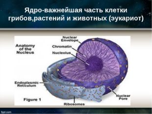 Ядро-важнейшая часть клетки грибов,растений и животных (эукариот) 