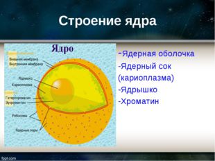 Строение ядра -Ядерная оболочка -Ядерный сок (кариоплазма) -Ядрышко -Хроматин 