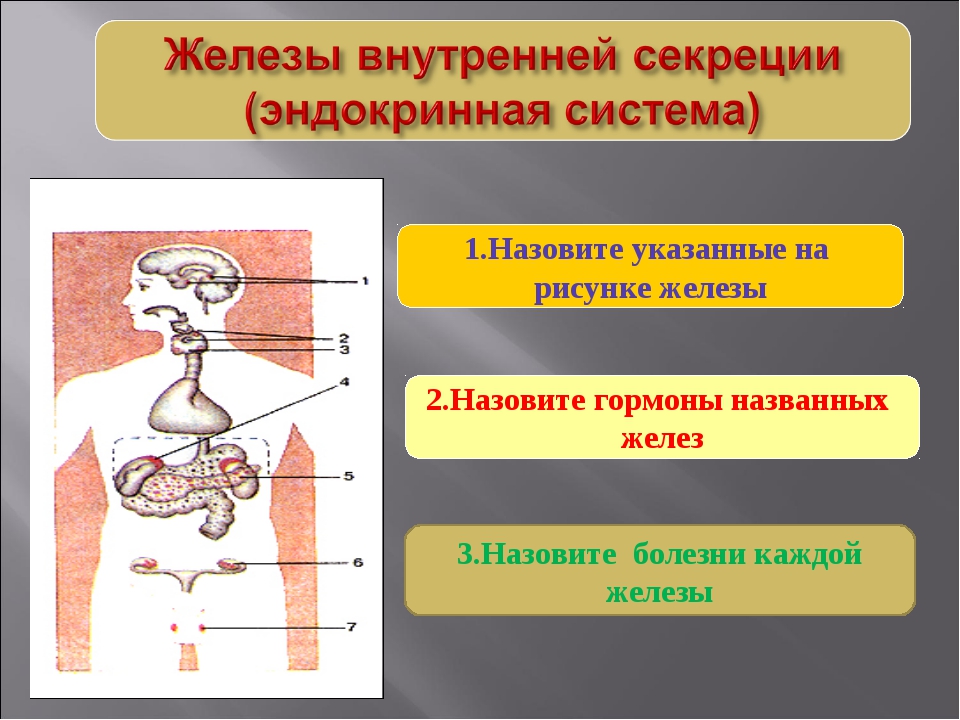 Железы внутренней секреции расположение