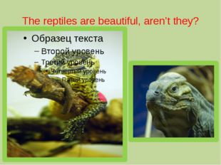 The reptiles are beautiful, aren’t they? 
