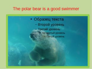 The polar bear is a good swimmer 